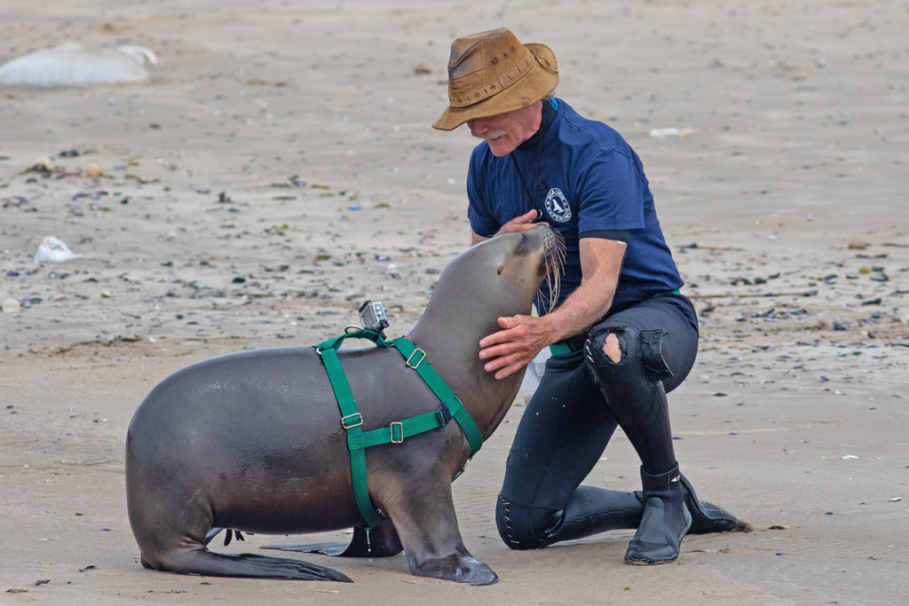 Sea Lion Experience