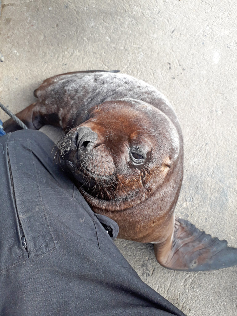 Sea Lion Experience