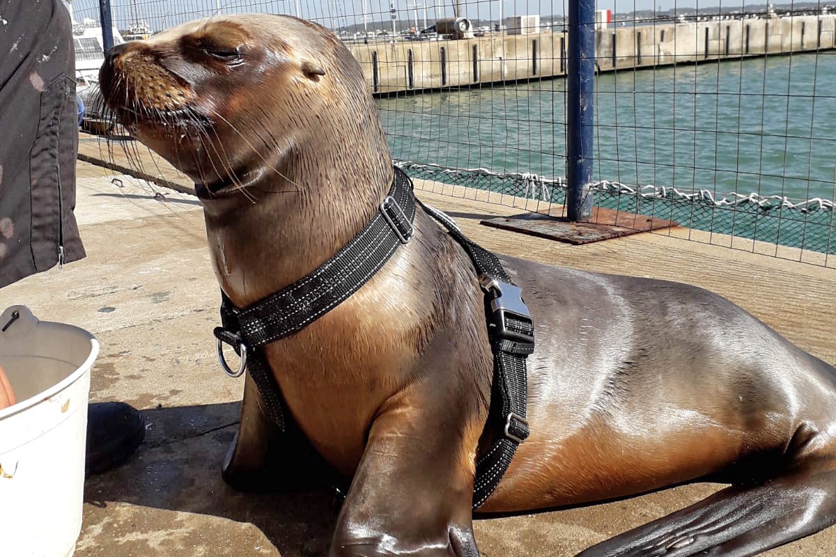 Sea Lion Experience