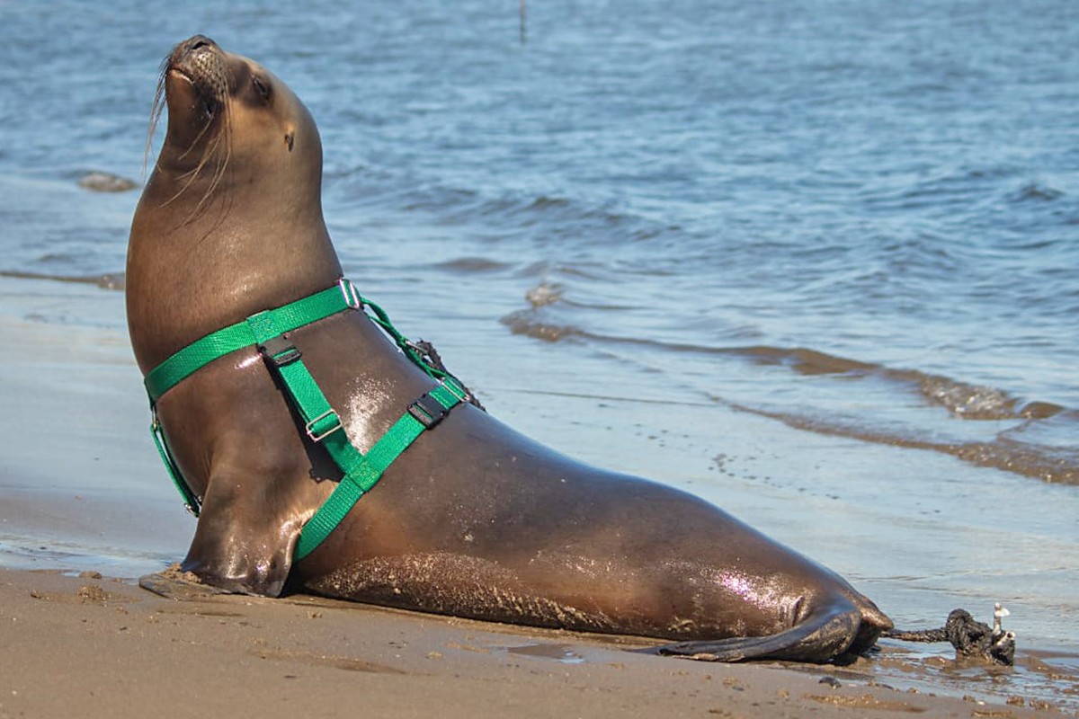 Sea Lion Experience