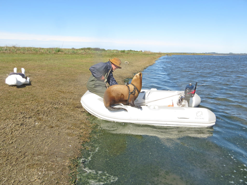 Sea Lion Experience