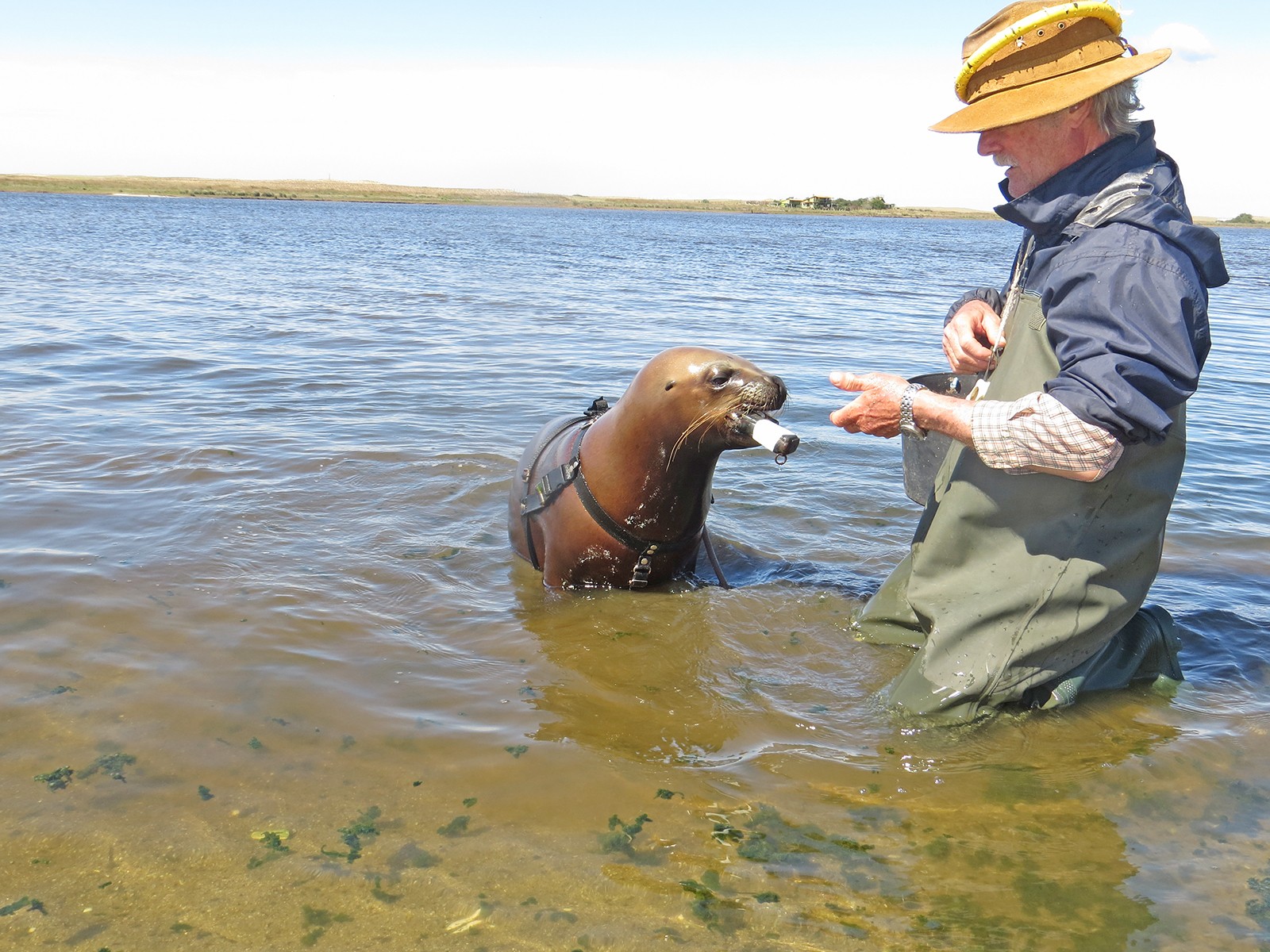 Sea Lion Experience