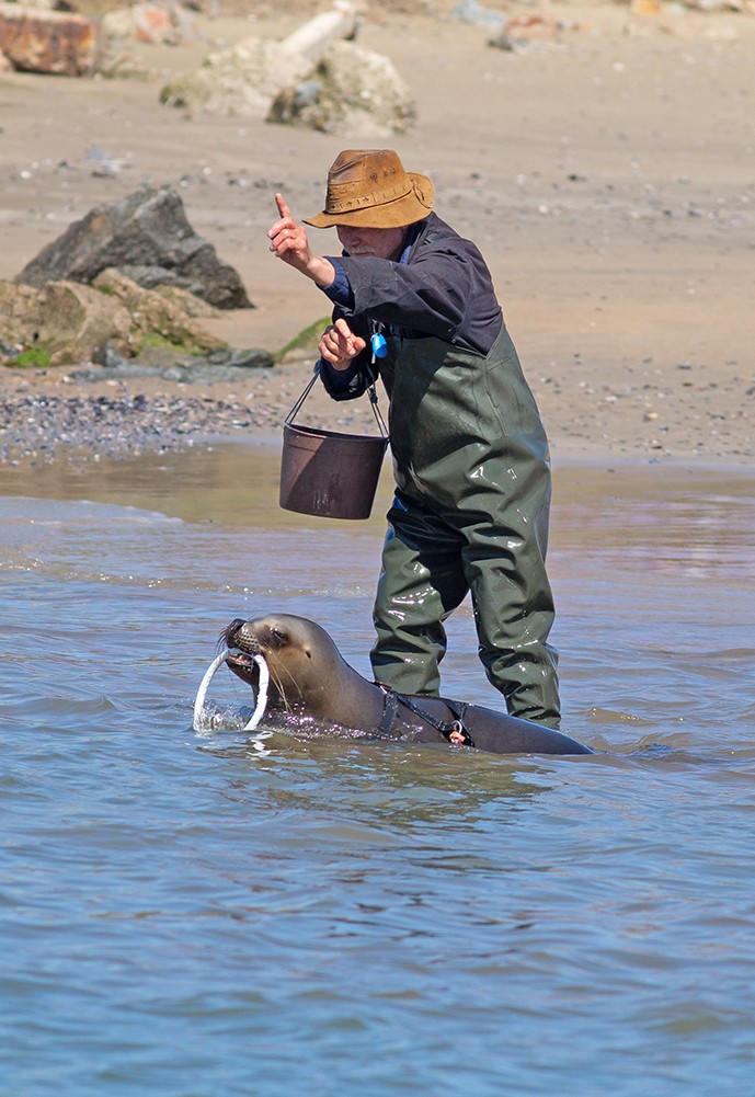 Sea Lion Experience