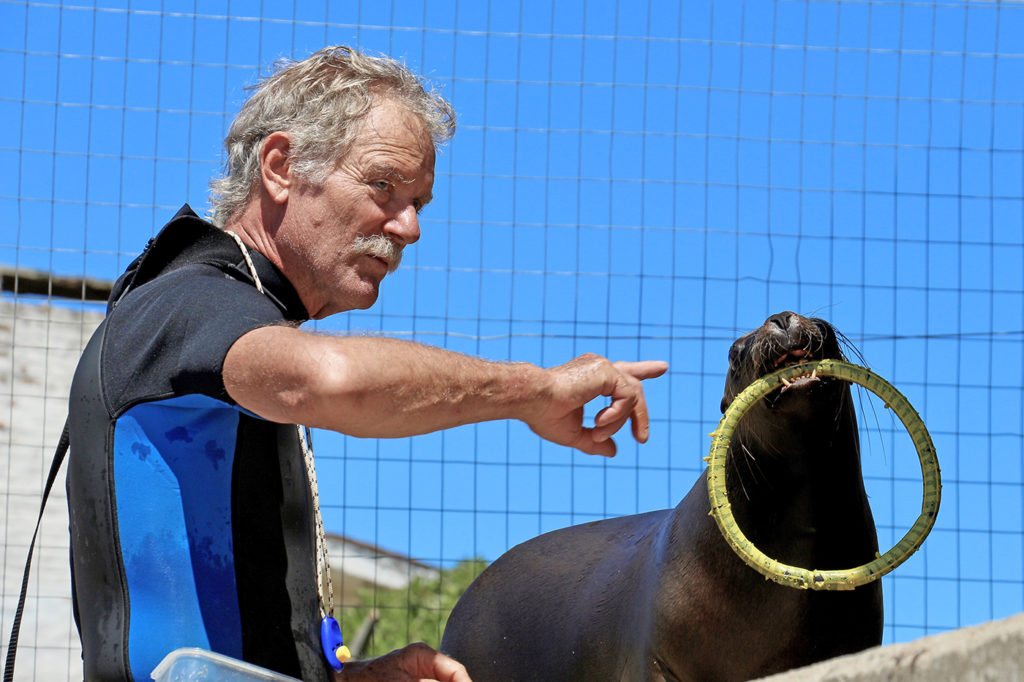 Sea Lion Experience