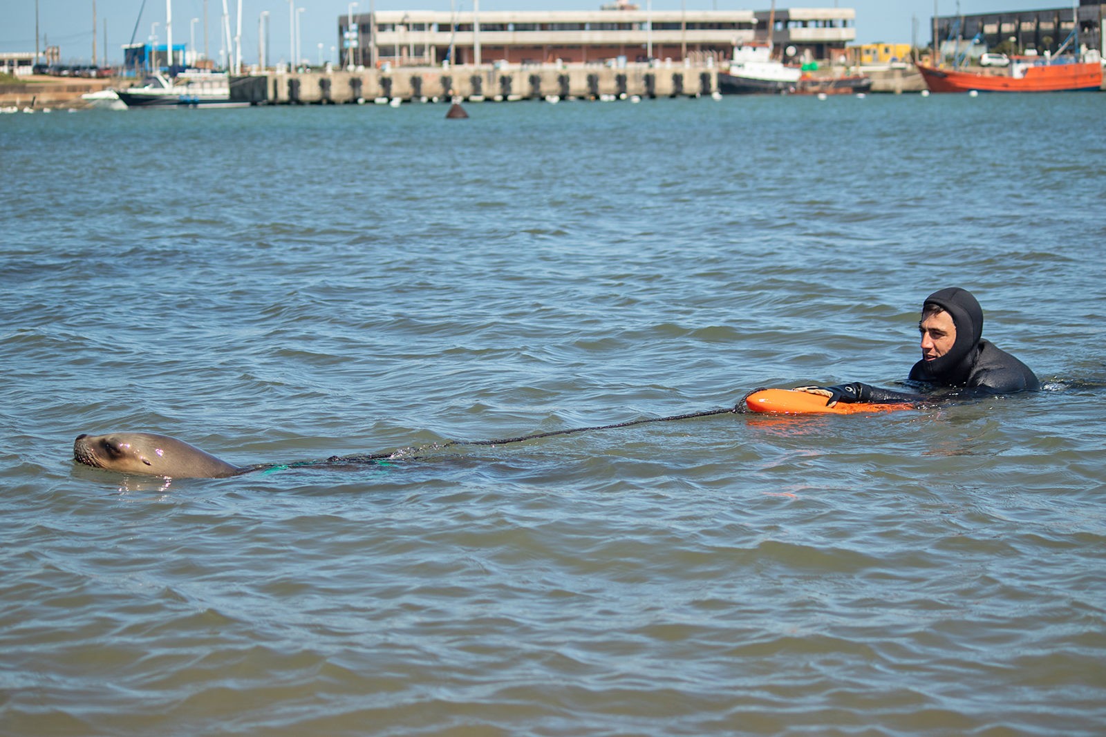 Sea Lion Experience