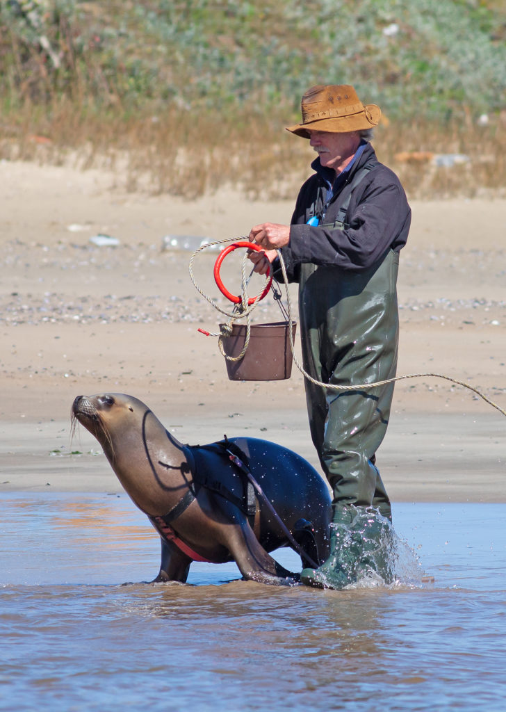 Sea Lion Experience